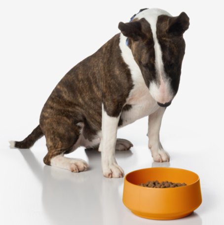 Virbac kidney support dog food on sale